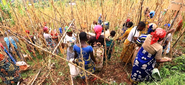 ACORD Burundi célèbre la Journée internationale des droits de la femme en valorisant leur rôle clé dans l'augmentation de la production agricole